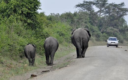 Fußgänger haben Vorfahrt (in Uganda)