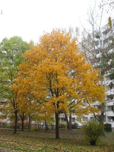 Prohliser Herbst 2012-9