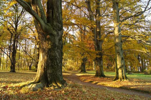 Park im Herbst