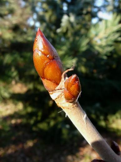 Knospe
