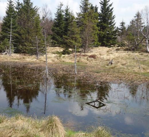 Frühling im Hochmoor