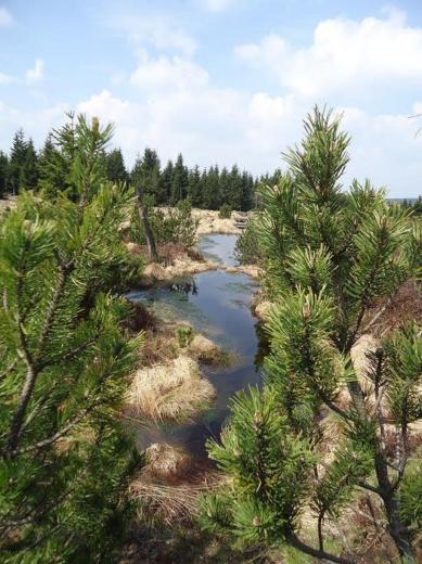 Frühling im Hochmoor