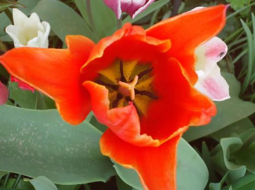 Tulpen