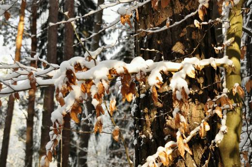 Herst und Winter