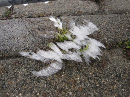 Frost im Frühling