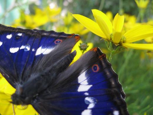 Schmetterling