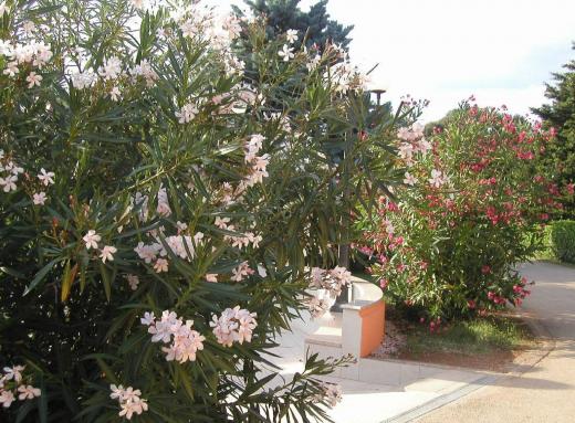 Oleander