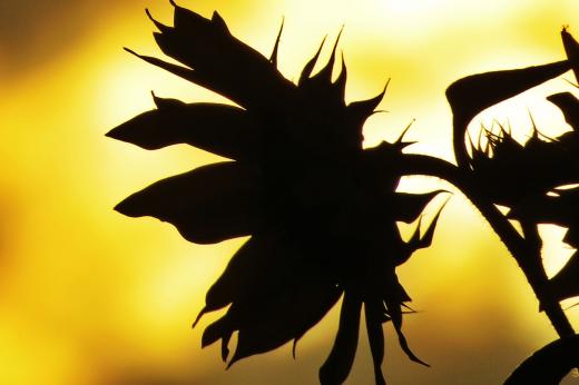 Schattenbild Sonnenblume