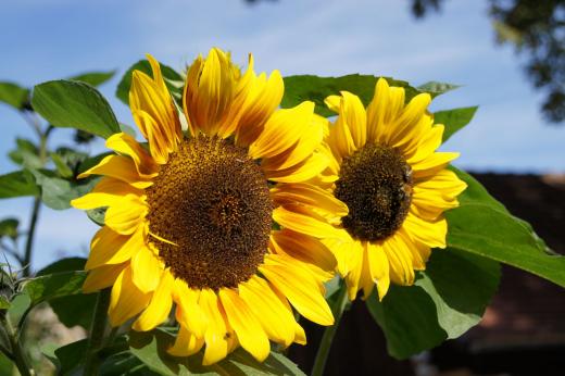 Sonnenblumen