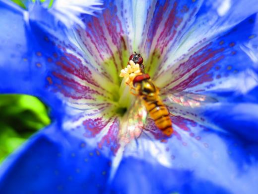 Einblick in die Blüte des Enzians