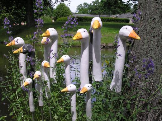 Neugierige Gänse