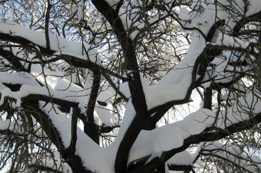 Der Ball im Baum