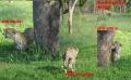 Ein Gepard spielt Versteck