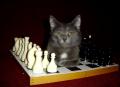 Schach macht tierischen Spaß