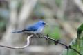 Der blaue Vogel ( in Uganda)
