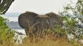 Elefantenvater hält Wache (Uganda)
