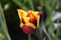 Tulpe im März